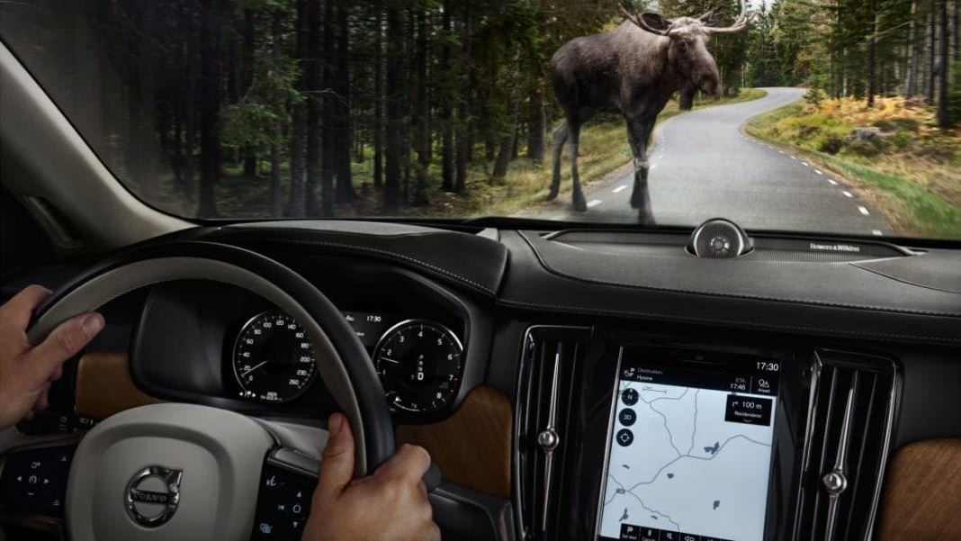 Cars ‘n’ Wildlife – How Technology Can Help Prevent Animal Collisions & Roadkill