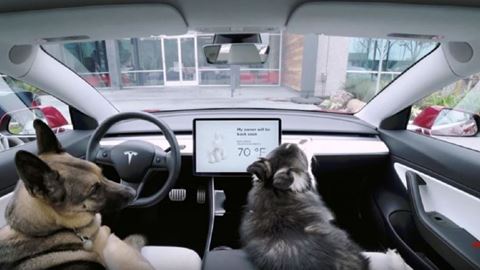 Cars ‘n’ Canines – Why Dog Mode is Not Just for Tesla Owners