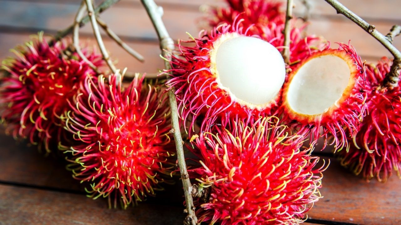 Rambutan tree deals