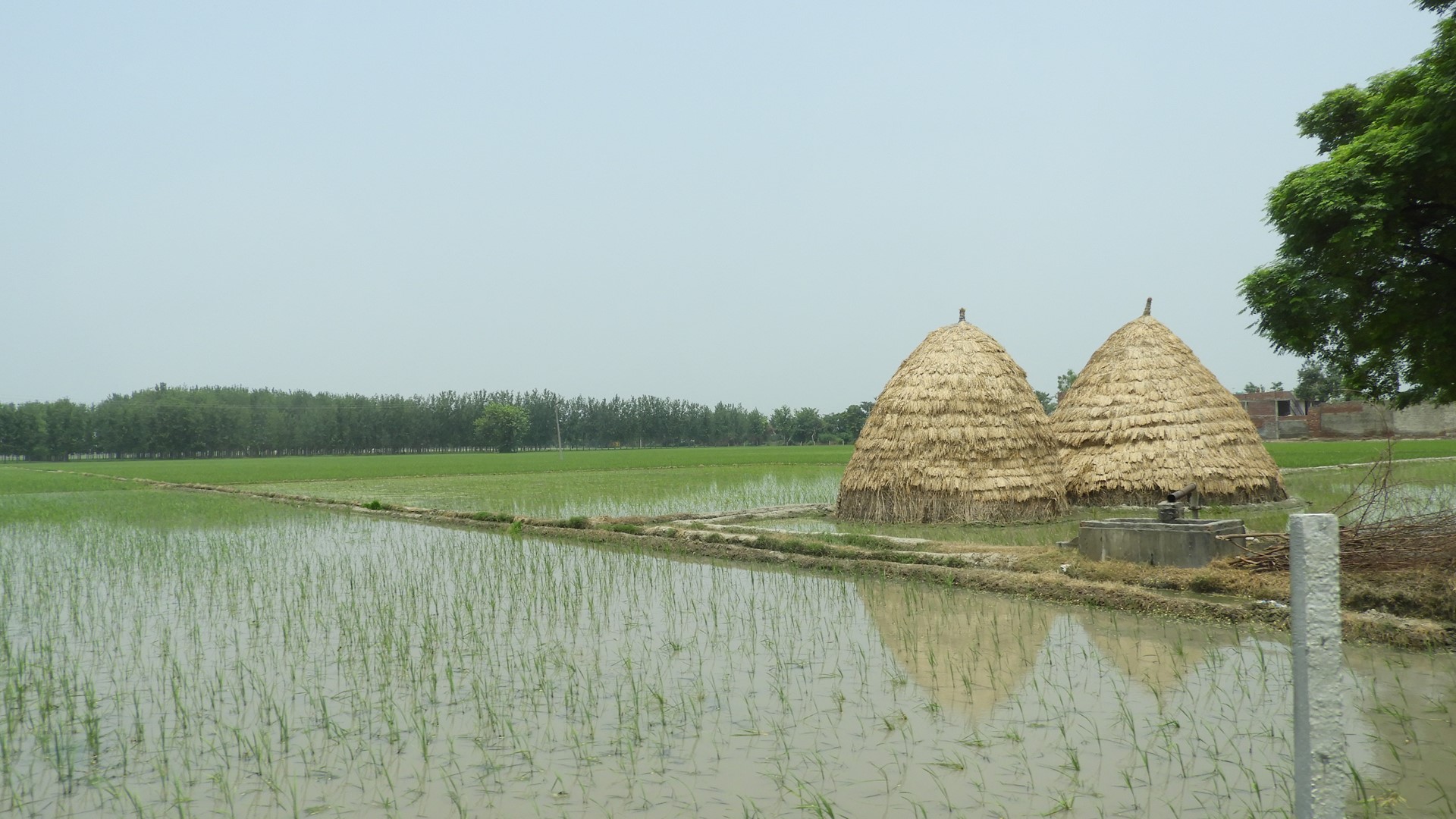 Rice Field in India