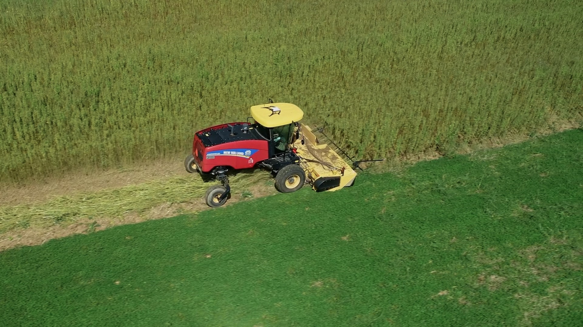 The New Holland Speedrower, a self-propelled windrower, harvesting hemp in Pennsylvania, U.S.A.