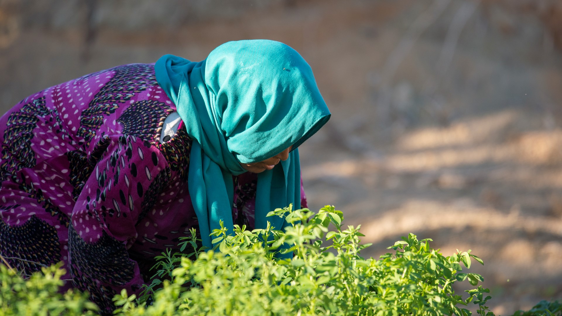 Oxfam CNH project in Tunisia woman in field