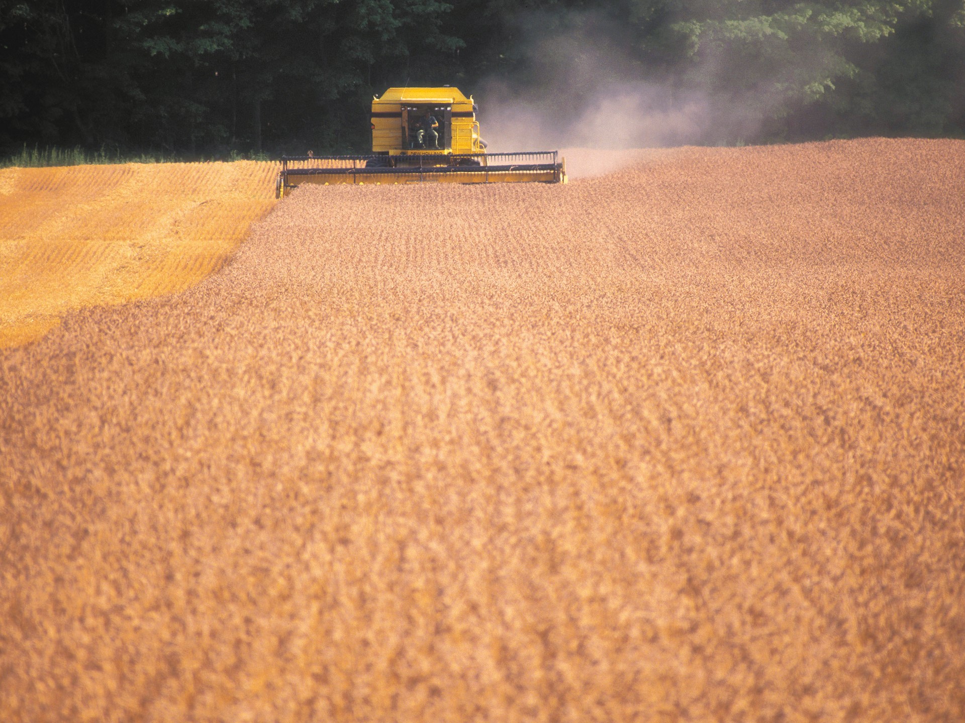 A yellow agricultural machine harvesting a field of brown crops, with dust rising in the air and a backdrop of green trees. The landscape features rows of harvested crops, showcasing the agricultural process.