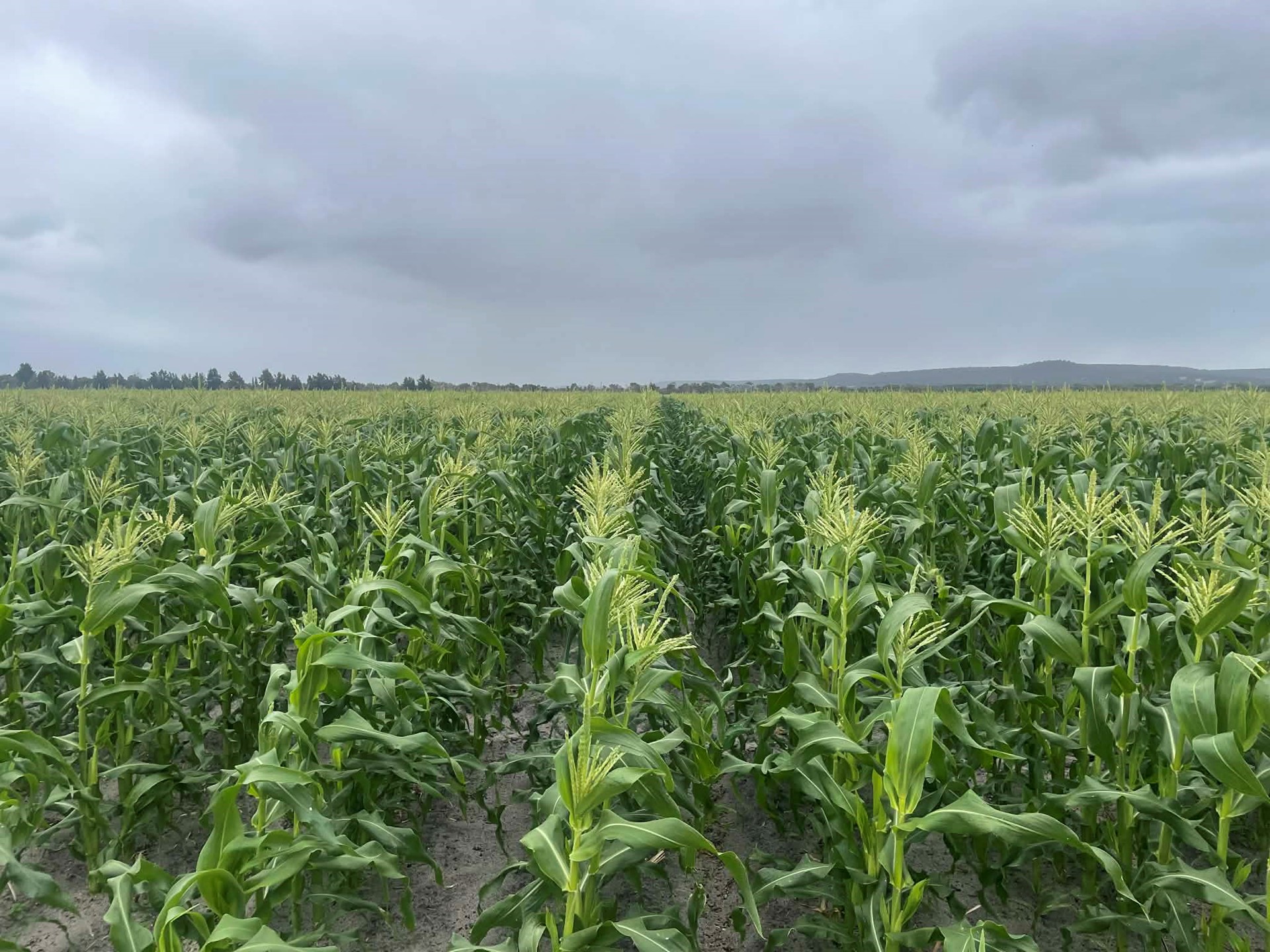 Busy WA vegetable supply business benefits from versatility technology features of popular Case IH Maxxum range
