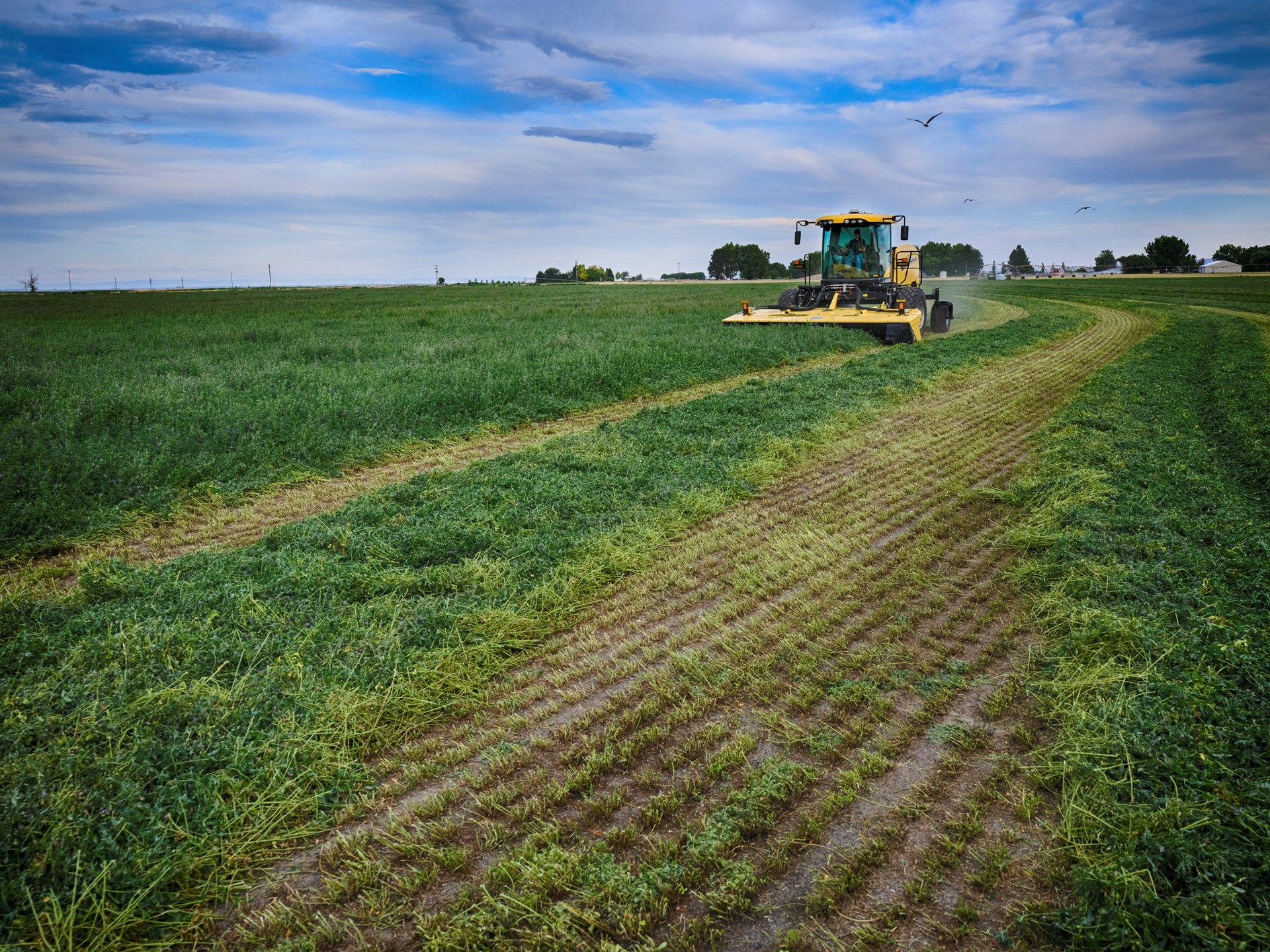 A large yellow agricultural mower cutting green crops in a vast field under a partly cloudy sky, with visible rows of freshly cut plants and a bird flying above.