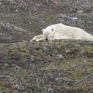 A polar bear at the research station in Norway where CASE crawler excators are being used to map the Earth's rotation.