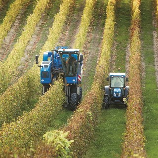 New Holland New T4.105 Low Profile Tractor working alongside the grape harvester