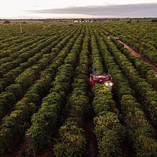 Coffe Express 200 trabalha na colheita de conilon no Espírito Santo