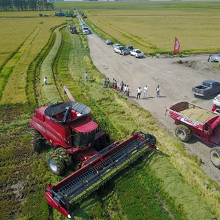 Case IH realiza pruebas de las Cosechadoras Axial-Flow Serie 130 arroceras