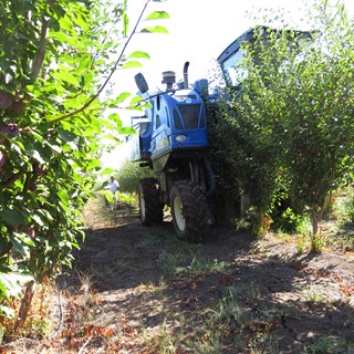New Holland realiza con éxito la primer cosecha mecanizada de ciruelos en Chile