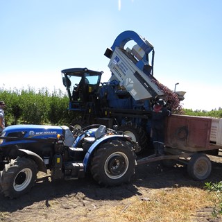 New Holland realiza con éxito la primer cosecha mecanizada de ciruelos en Chile
