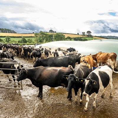 Bennamann - Cow slurry is captured and used to produce fugitive methane