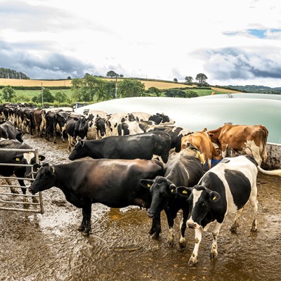 Estrume de vaca é capturado e usado para produzir metano fugitivo