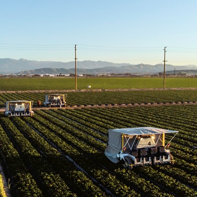 A fleet of advanced farm BetterPick robotic strawberry harvesters at a ranch in Oxnard California