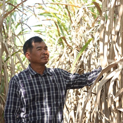 Case IH s Austoft harvesters gain traction among Thai sugarcane farmers