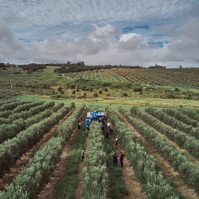 New Holland vende a primeira colheitadeira de azeitonas do Brasil