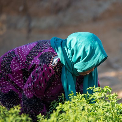 Oxfam CNH project in Tunisia woman in field