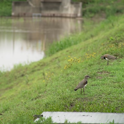 CNH refuerza su compromiso con el ambiente y la biodiversidad junto a Fundación Temaikèn