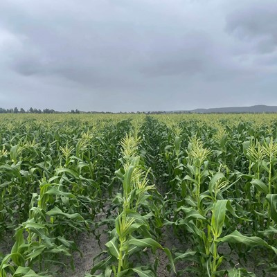 Busy WA vegetable supply business benefits from versatility technology features of popular Case IH Maxxum range