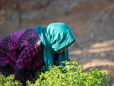 Oxfam CNH project in Tunisia woman in field