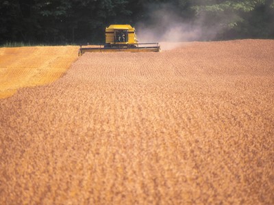 A yellow agricultural machine harvesting a field of brown crops, with dust rising in the air and a backdrop of green trees. The landscape features rows of harvested crops, showcasing the agricultural process.