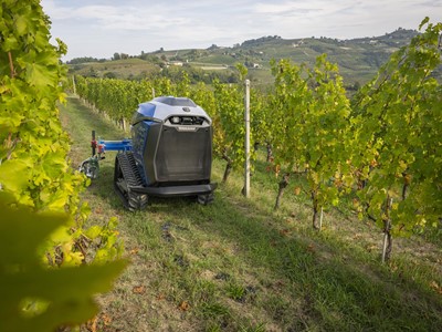 Autonomous agricultural robot navigating between rows of grapevines in a vineyard with rolling hills in the background under a cloudy sky.