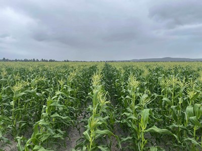 Busy WA vegetable supply business benefits from versatility technology features of popular Case IH Maxxum range