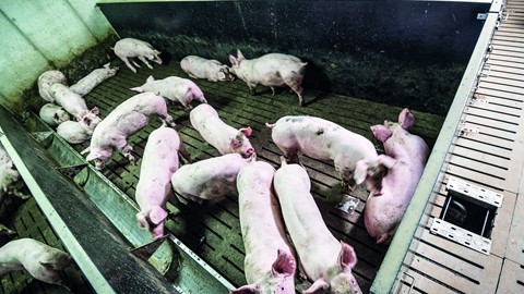 Liquid slurry, such as that from pigs, can be fed into the biodigester to generate biogas