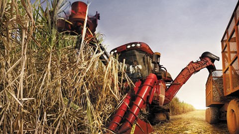凯斯甘蔗收获机 — 东南亚甘蔗行业的重要合作伙伴