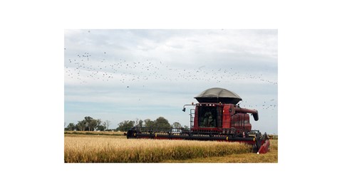 Capivari do Sul se destaca na produção de grãos, principalmente de arroz