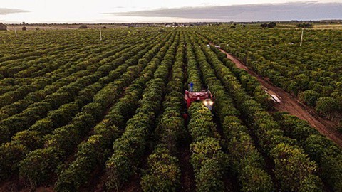 Coffe Express 200 trabalha na colheita de conilon no Espírito Santo