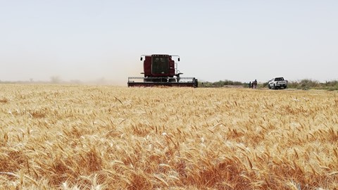 CASE-IH_Demo Day Sudan_Axial Flow 4088 in Field