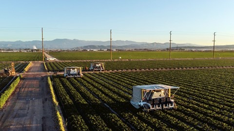 A fleet of advanced farm BetterPick robotic strawberry harvesters at a ranch in Oxnard California