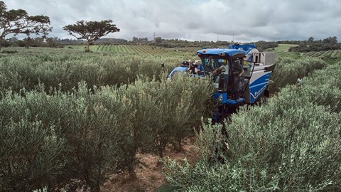 New Holland vende a primeira colheitadeira de azeitonas do Brasil