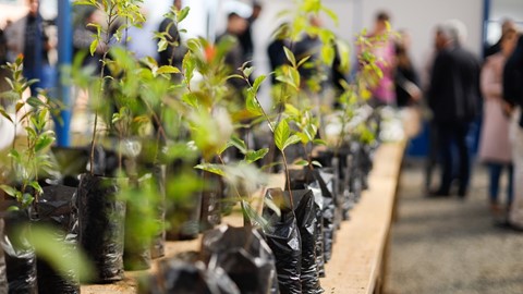 Estufa do projeto Cultivando Cidadania em Ponta Grossa