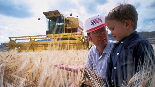 A farmer wearing a white hat and glasses is showing grains of wheat in his hand to a young boy in a blue shirt. They are standing in a golden wheat field with a yellow combine harvester in the background under a partly cloudy sky. The scene captures a moment of agricultural education and connection between generations.