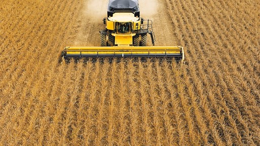 Aerial view of multiple combine harvesters working in unison across a vast golden soybean field. Dust is being kicked up as the machines move in straight lines, showcasing the scale of agricultural activity. The sky is clear, indicating a sunny day.