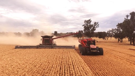New Case IH combine series shines during demanding harvest with impressive levels of performance and efficiency
