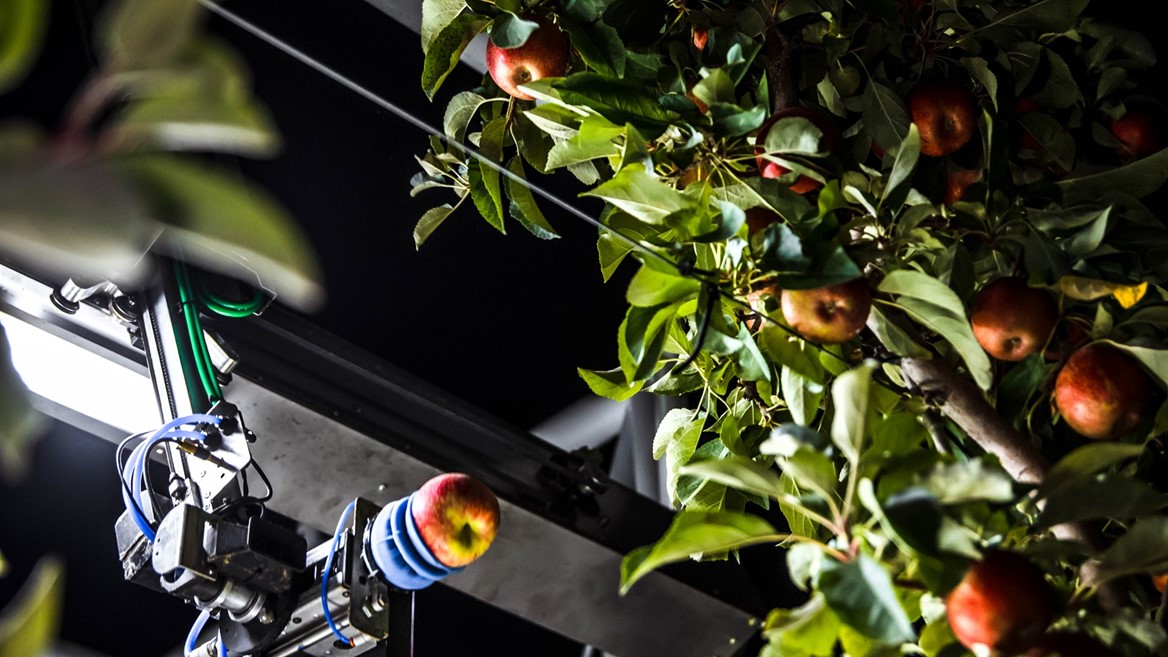 An advanced robot gently picks an apple off the tree