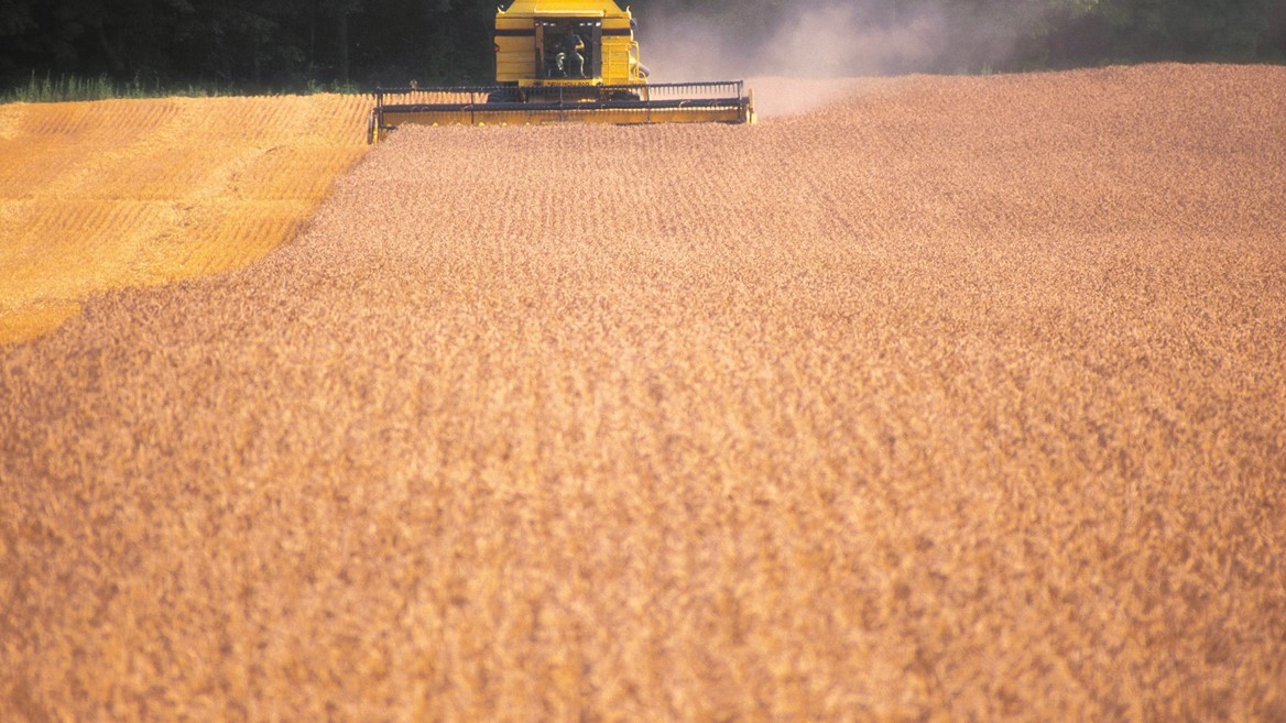 A yellow agricultural machine harvesting a field of brown crops, with dust rising in the air and a backdrop of green trees. The landscape features rows of harvested crops, showcasing the agricultural process.