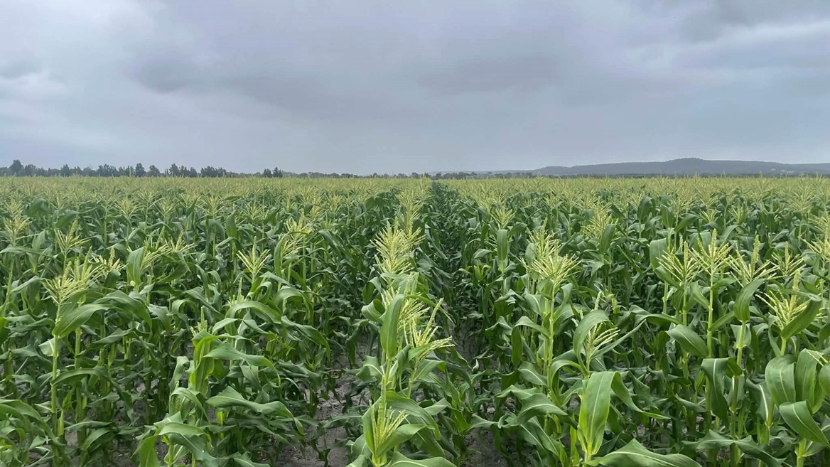 Busy WA vegetable supply business benefits from versatility technology features of popular Case IH Maxxum range
