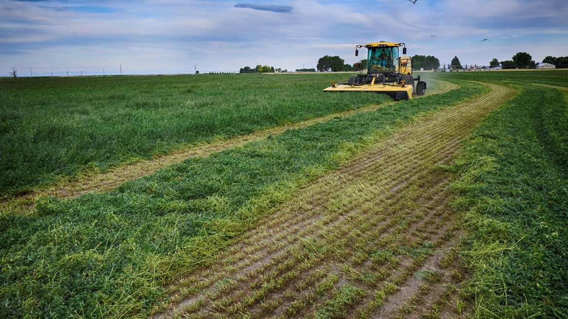 A large yellow agricultural mower cutting green crops in a vast field under a partly cloudy sky, with visible rows of freshly cut plants and a bird flying above.