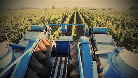line-of-braud-grape-harvesters-working-in-the-vineyards-of-mendoza--argentina.