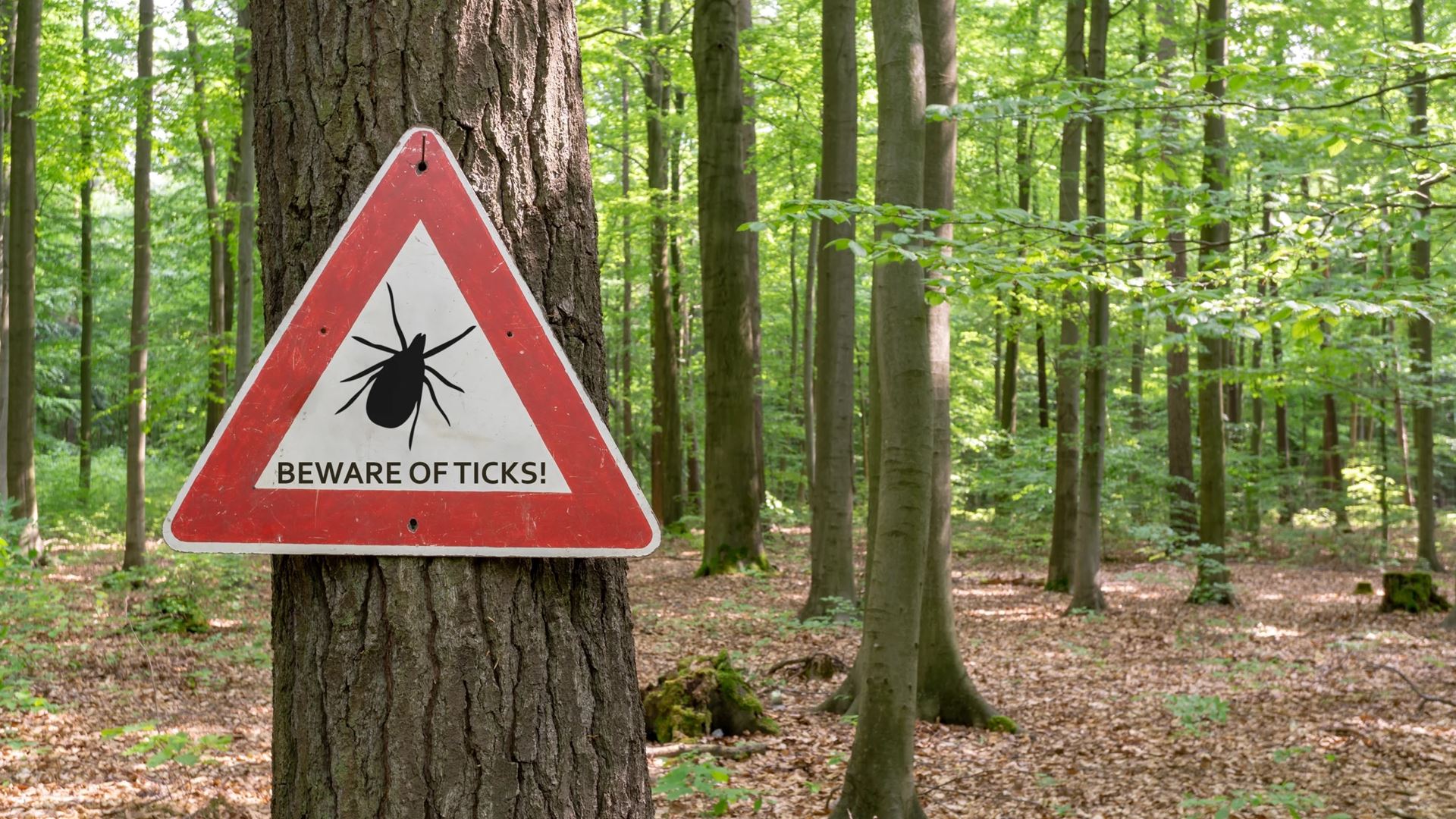 The Northeast the Upper Midwest and the West Coast are hot spots for ticks Getty Images