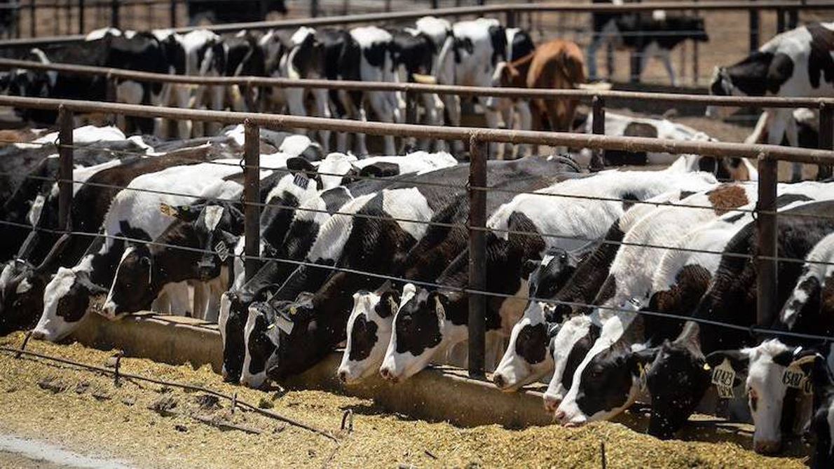 Bird Flu Continues to Spread What Are the Risks for Humans and Cows
