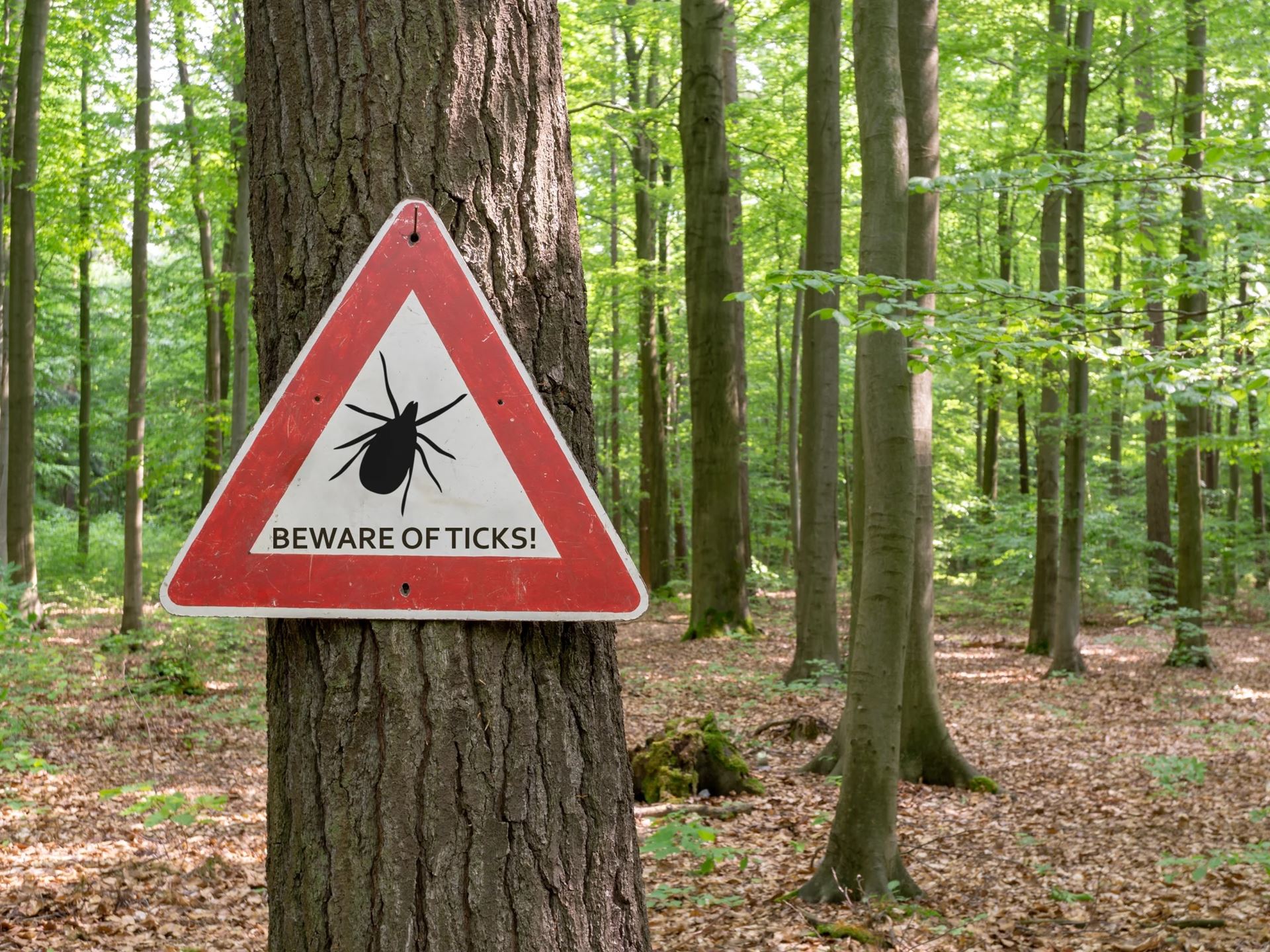 The Northeast the Upper Midwest and the West Coast are hot spots for ticks Getty Images