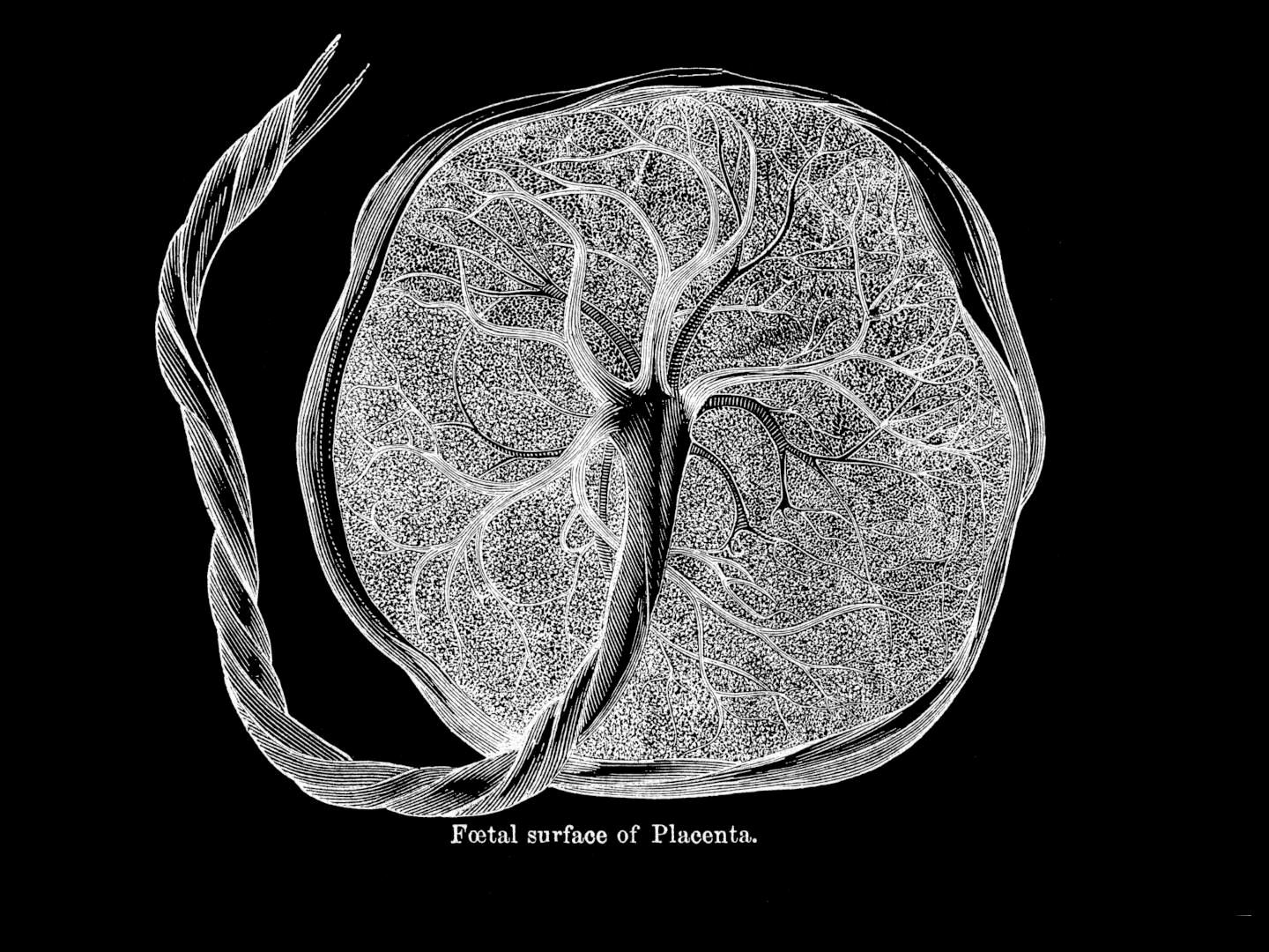 The Ephemeral Organ: Researchers Look Closer at the Placenta