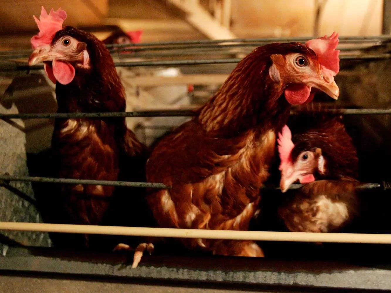 Everything to Know About the Current US Bird Flu Situation Including What s Going on In Missouri