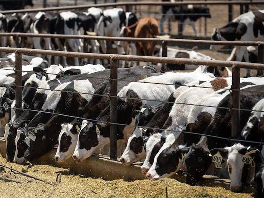 Bird Flu Continues to Spread What Are the Risks for Humans and Cows