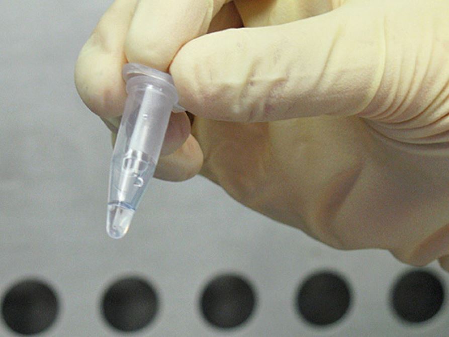 Bird flu could be one pig away from a big threat pathologists say